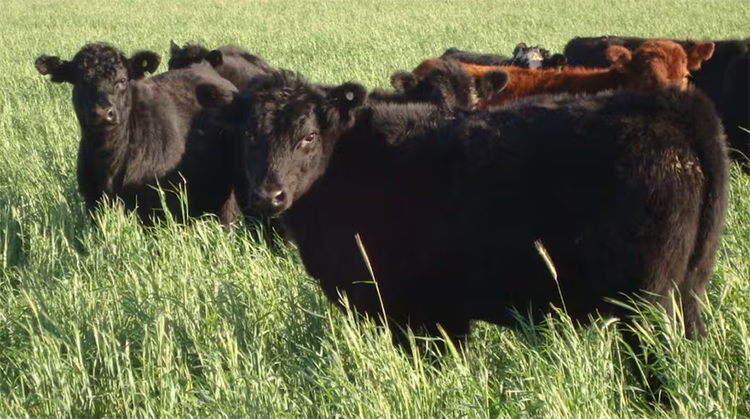 Senasa: c&oacute;mo prevenir los golpes de calor en la hacienda