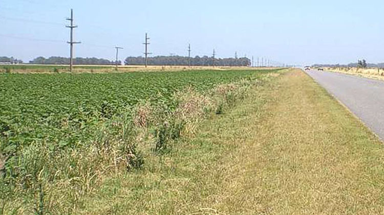 Convocan a productores frentistas para la siembra de banquinas
