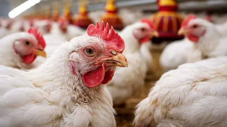 Detectaron un nuevo caso de influenza aviar en un establecimiento av&iacute;cola bonaerense