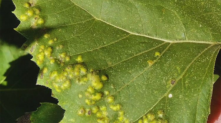 Girasol: el INTA monitorea enfermedades en el centro del pa&iacute;s