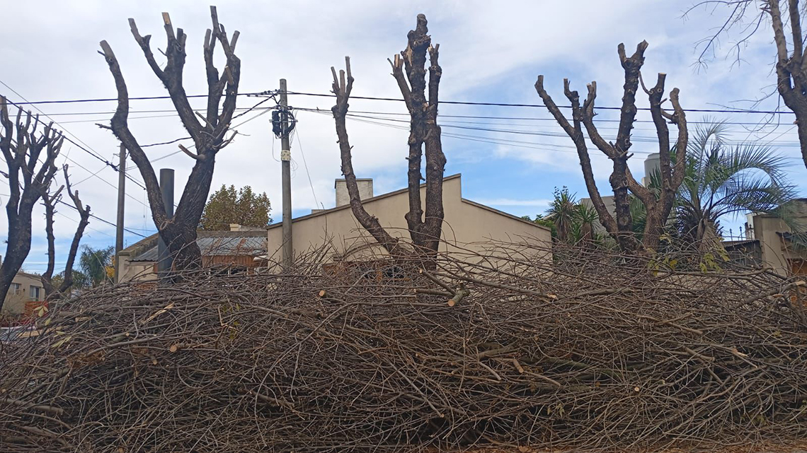 ​Se aplican multas por retiro excesivo de poda