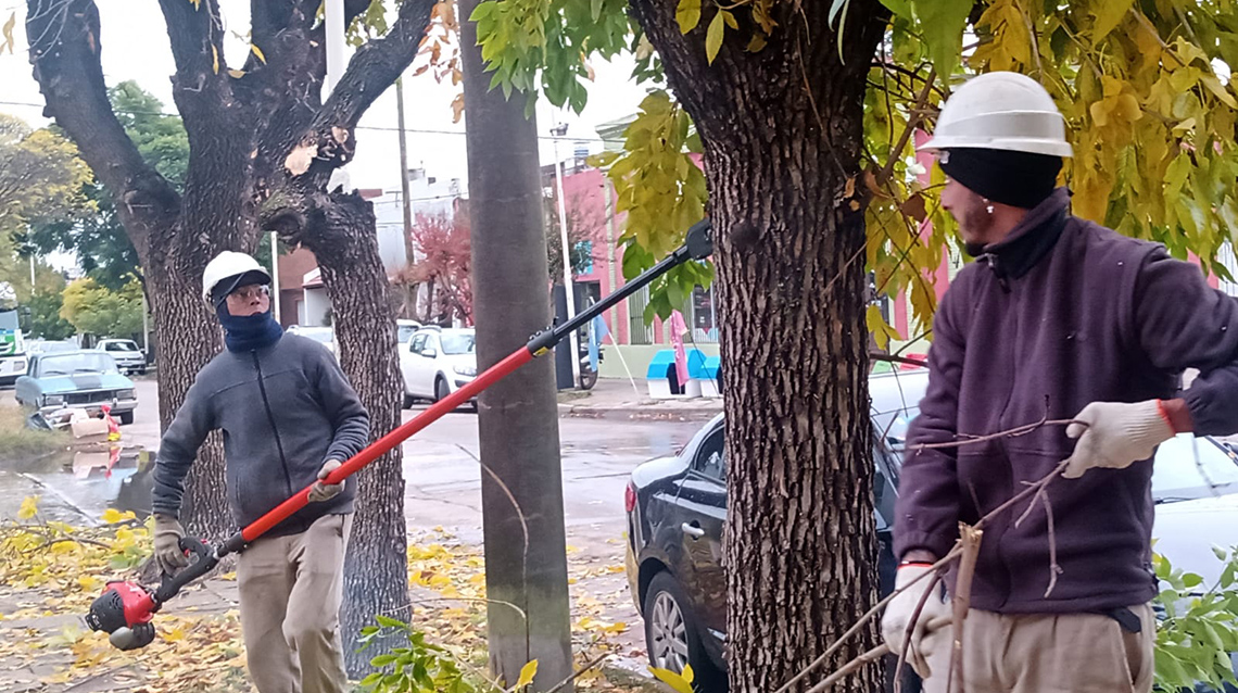 ​Permisos para la poda y extracci&oacute;n de &aacute;rboles