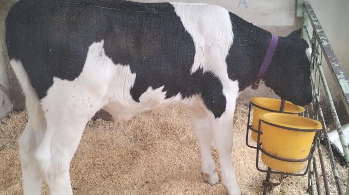 129&ordm; Expo Rural de 9 de Julio: diez escuelas participan del Concurso Crianza del Ternero