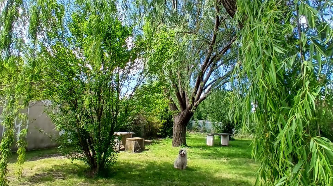 ​Vecinos de barrio Los Sauces denuncian envenenamiento de &aacute;rbol en una plaza