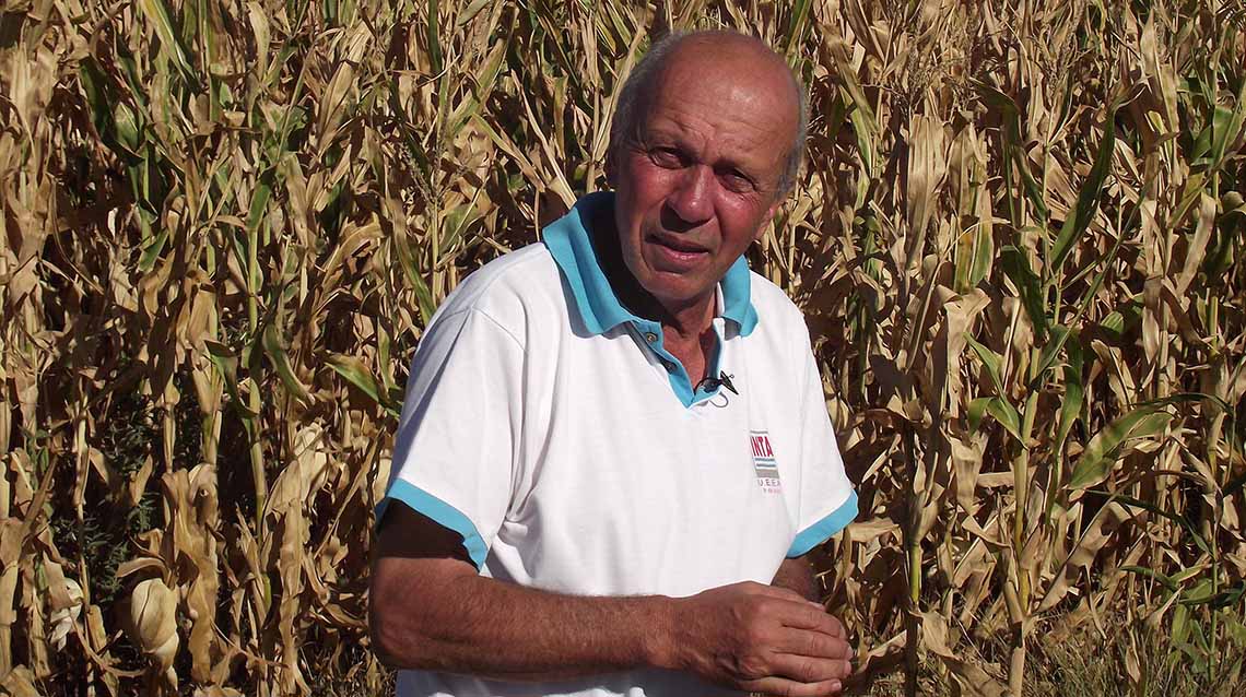 Perspectivas: cultivo de ma&iacute;z