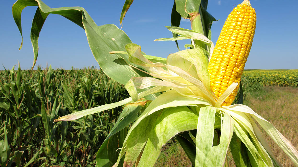 Manejo del cultivo de maíz