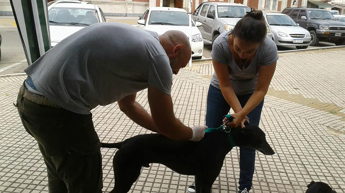 Sigue la vacunaci&oacute;n antirr&aacute;bica 