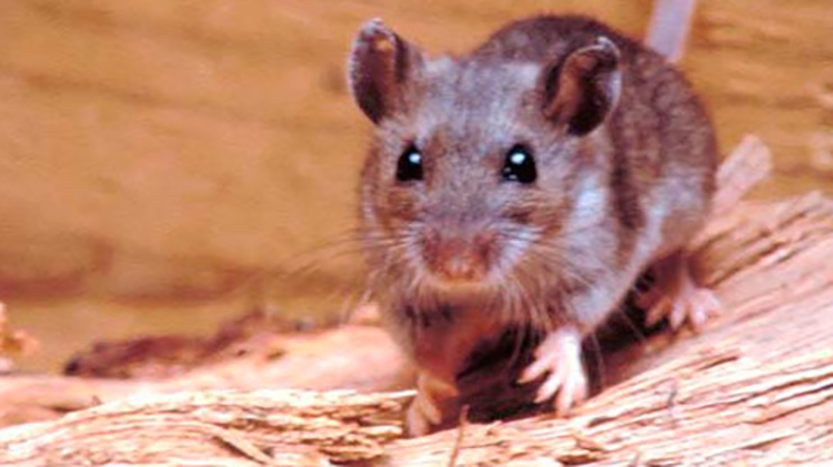 Prevenci&oacute;n por Hantavirus
