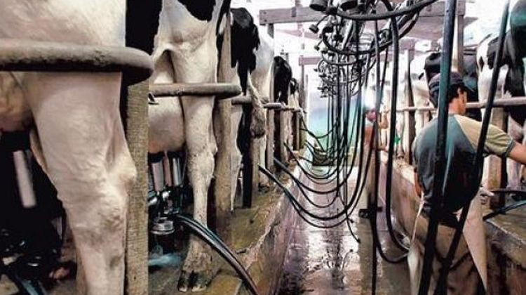 Producci&oacute;n lechera en crisis