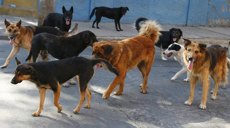 ​Perros callejeros al albergue