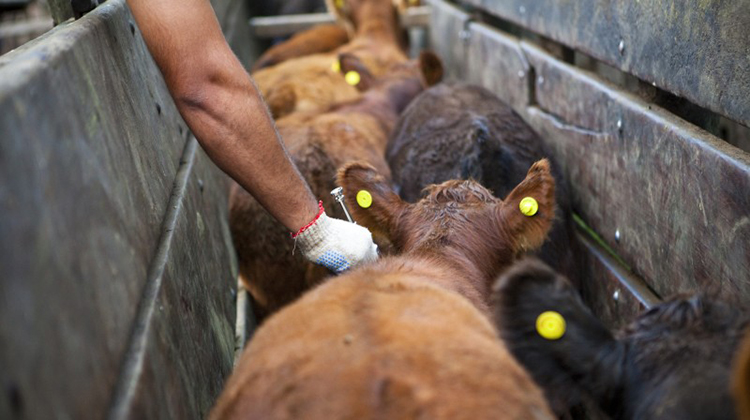 Vacunaci&oacute;n antiaft&oacute;sica