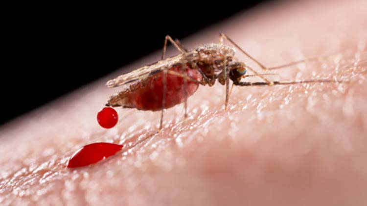 Pican, pican los mosquitos&hellip;