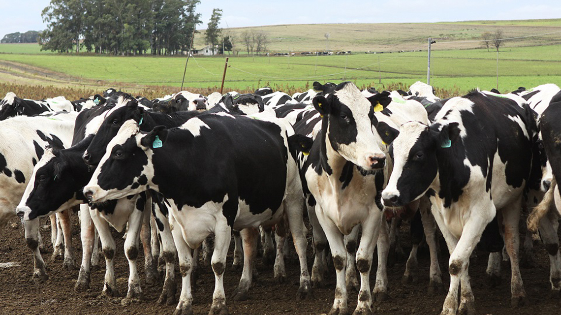 Nueva estrategia para el control y la erradicaci&oacute;n de brucelosis bovina