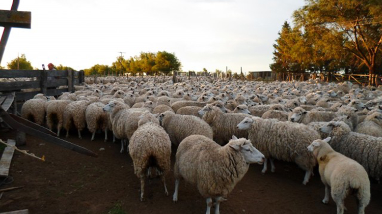 Ley ovina Argentina