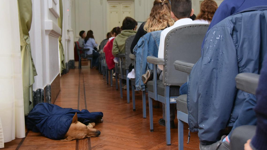 Tenencia responsable de animales