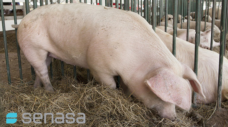 Proteger la sanidad porcina