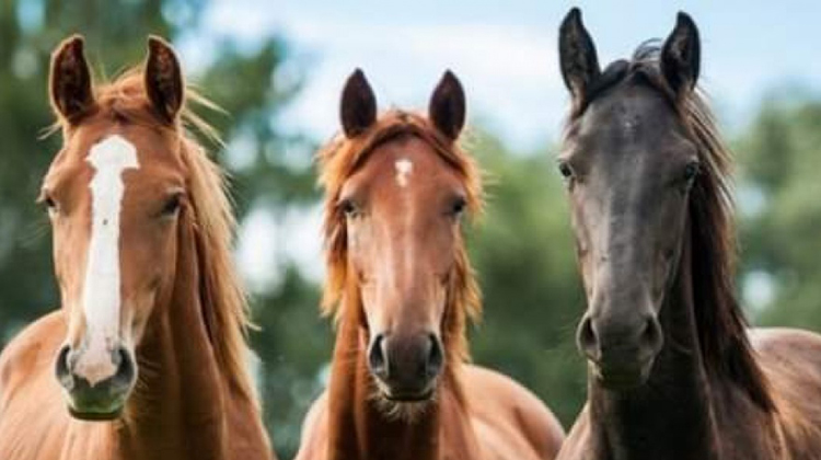 Sistema de Identificaci&oacute;n Equina