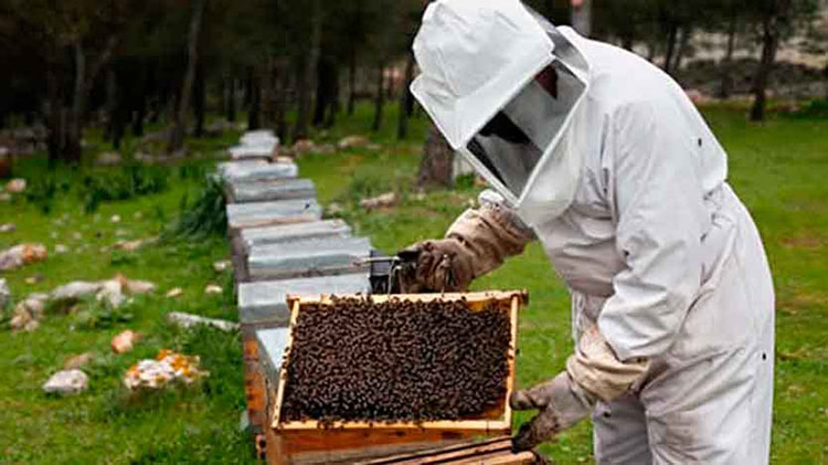 ​D&iacute;a del Apicultor