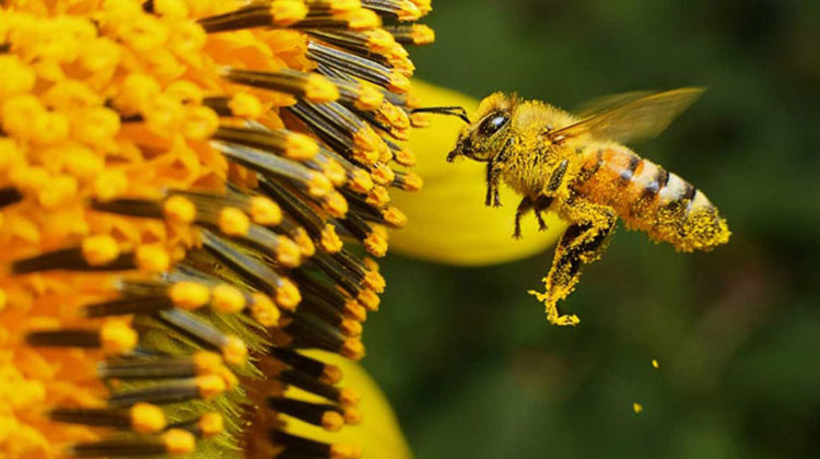 ​Jornada ap&iacute;cola