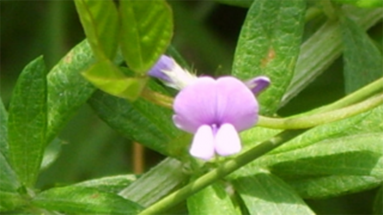 Presentan una soja que tolera la falta de agua