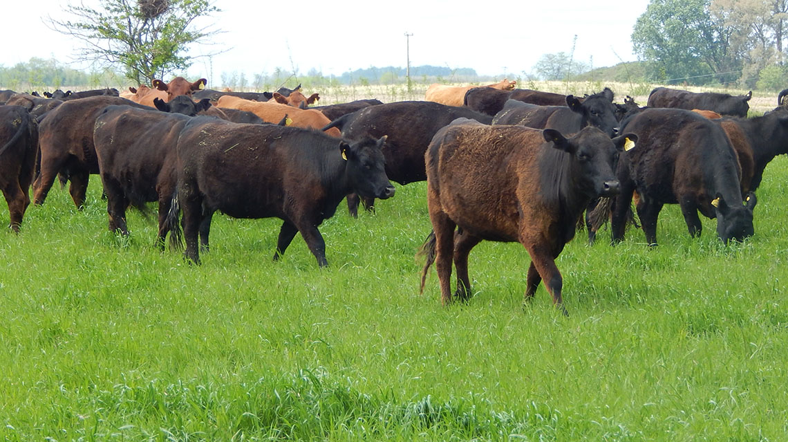  Se abre la expo con verdeos de verano