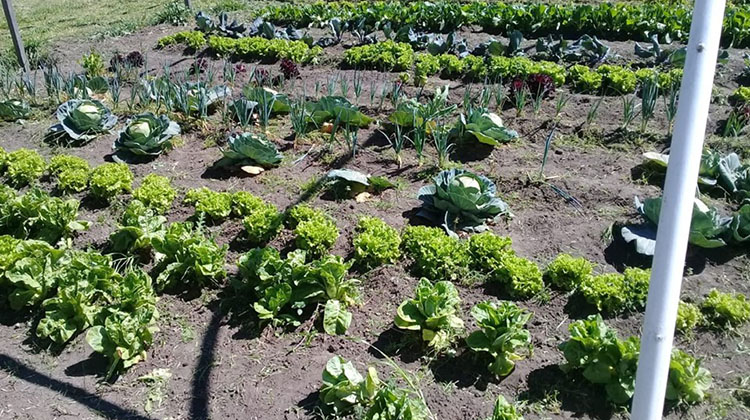 Guardianes de la ecologia