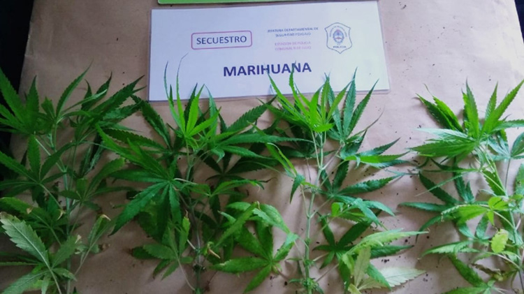Incautan plantas de marihuana