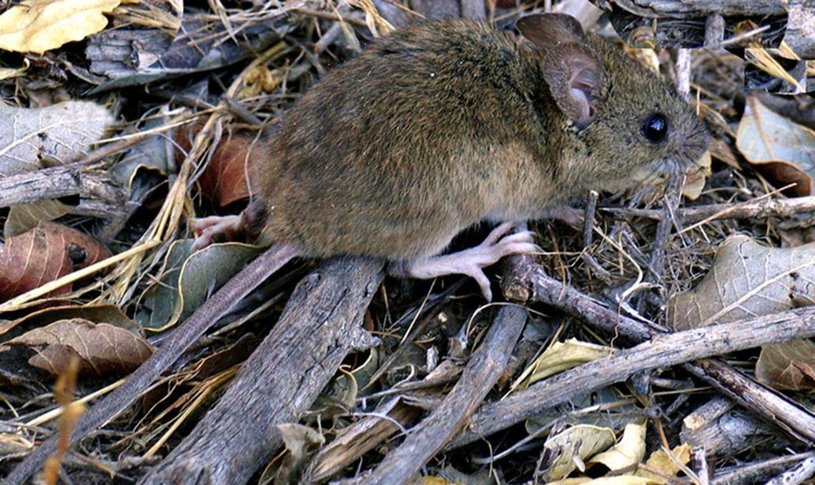 Recomendaciones ante casos de hantavirus