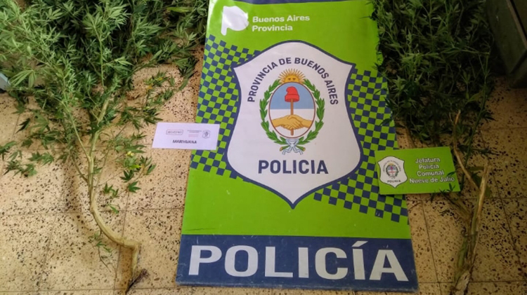 ​Secuestran plantas de marihuana