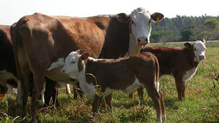 Bovinos de exportaci&oacute;n