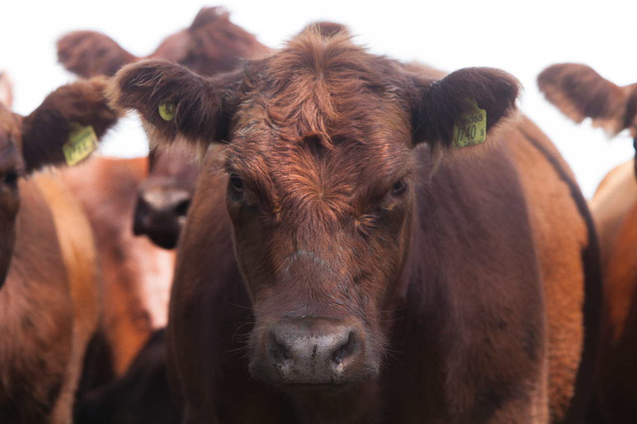 Vacunaci&oacute;n contra la aftosa