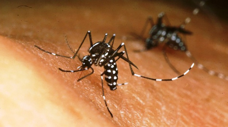 Medidas contra el dengue